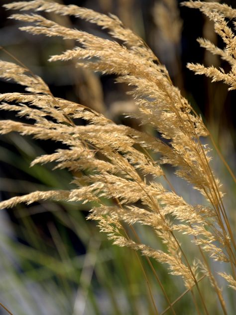 Feather Reed Grass Care - How To Grow Feather Reed Ornamental Grasses Landscaping Around The House, Lush Patio, Ornamental Grasses For Shade, Flowers By Color, Backyard Pond Ideas, Feather Reed Grass, Rose Fertilizer, Tuberous Begonia, Mosquito Repelling