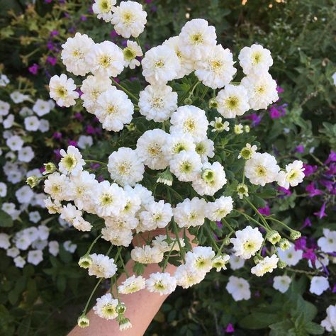 Heather- Gardener 🌻 on Instagram: “My feverfew ‘Tetra White Wonder’ is blooming!! I have found that feverfew does really well in a pot 👏🏻 I started seeds for this one back in…” Spring Is Here, Heathers, Seeds, Wonder, Plants, Flowers, On Instagram, White, Instagram