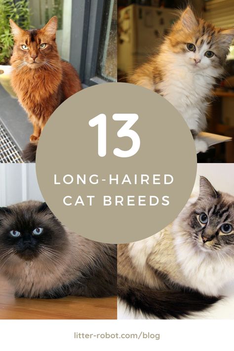 Luscious Locks: 13 Long-Haired Cat Breeds Longhair Cat Breeds, Gray Calico Cat, Scottish Fold Cat Aesthetic, Long Hair Cats Breeds, Domestic Long Haired Cat, Long Hair Kittens, Long Hair Kitten, Grey Cat Breeds, Cat Breeding