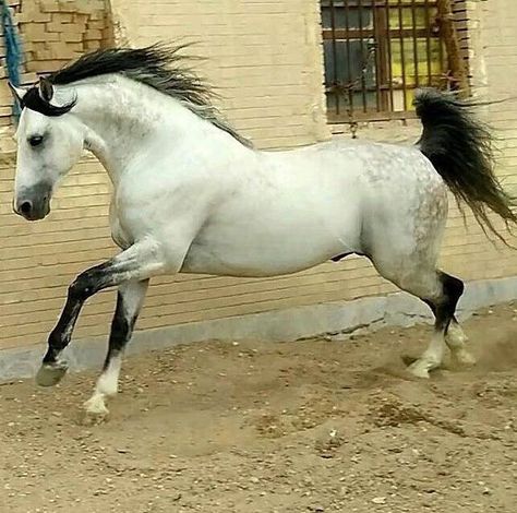 Trusting People, Horse Reference, Most Beautiful Horses, Grey Horse, Majestic Horse, Horse World, Horses And Dogs, All The Pretty Horses, Horse Crazy