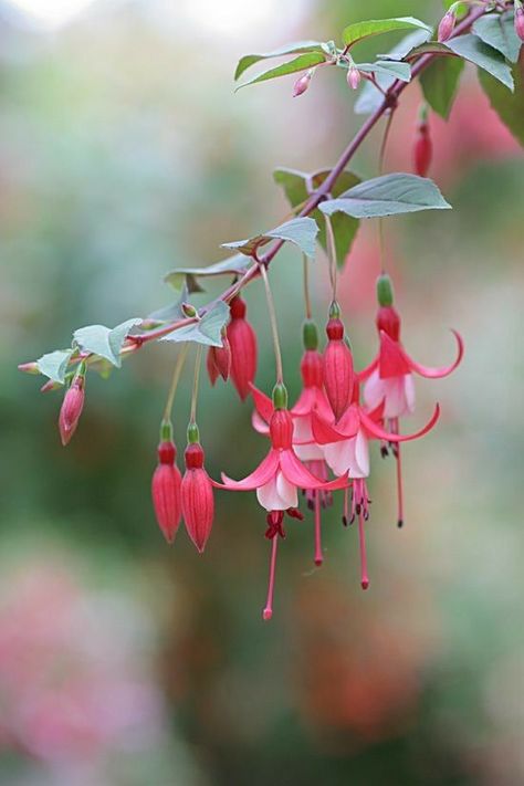 Fuchsia Flowers, Flora Flowers, Rare Flowers, Pretty Plants, Little Flowers, Water Colour, Red Flower, Flower Images, Flowers Nature