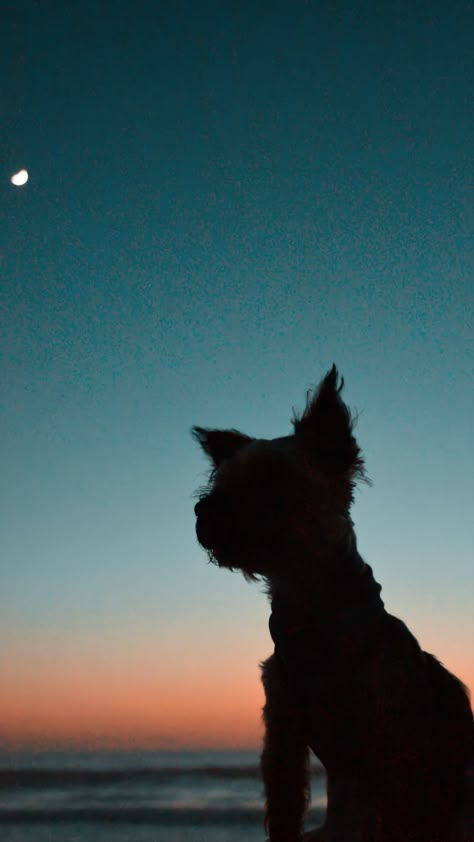 Sunset | Dog 🐶 🧡 | Photoshoot | Wallpaper | Animals | Summer | Yorkshire Terrier | Photography Idea | Inspiration | Pets Yorkie Wallpaper Iphone, Yorkie Photoshoot, Yorkie Aesthetic, Yorkie Wallpaper, Photoshoot Wallpaper, Yorkie Clothes, Yorkshire Dog, Wallpaper Animals, Animal Photoshoot