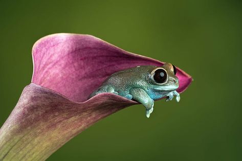 HD wallpaper: photography of blue frog on purple flower, Ruby, eyed, amphibian | Wallpaper Flare Callas Lily, Whites Tree Frog, Purple Animals, Tree Frog, Frog And Toad, Tree Frogs, Reptiles And Amphibians, Cute Frogs, Toad