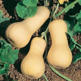 Cool Season Vegetables Seeds | Urban Farmer Butternut Squash Seeds, Spring Harvest, Squash Seeds, Late Spring, Winter Squash, On The Ground, Late Summer, Butternut Squash, Garden Seeds