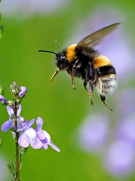 Bumble Bee Side View, Bumblebee Photo, Facts About Honey Bees, Aesthetic Flower Tattoo, Nature Aesthetic Art, Facts About Honey, Bee Kitchen Decor, Bee Photos, Honey Bee Facts