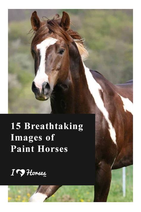 Did you know Paint Horses were used by Native Americans that thought they had magical powers? Paint Horses are the perfect combination of beauty and brains with different patterns and colors. Check out these 15 breathtaking photos of paint horses! | #ihearthorses #painthorse #horsebreeds #horsephotography Paint Horse Photography, Horse Braids, Beauty And Brains, Horse Braiding, American Paint Horse, Paint Horses, Horse Facts, Paint Horse, American Paint