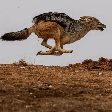 Black Backed Jackal, Etosha National Park, Animal Study, Interesting Animals, Pretty Animals, Wild Dogs, A Wolf, Wildlife Nature, Animal Photo