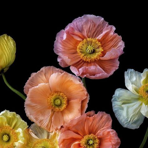 Debi Shapiro on Instagram: "“The Earth Laughs in Flowers“ ~Ralph Waldo Emerson Iceland Poppy, Papaver nudicaule from my new book BEAUTY IN BLOOM Available for pre-order at the link in my bio, Amazon, Barnes and Noble or anywhere books are sold. Publication date October 3, 2023" Papaver Nudicaule, Iceland Poppy, Nature Reference, Earth Laughs In Flowers, Icelandic Poppies, Ralph Waldo Emerson, Reference Images, Poppy Flower, Floral Botanical