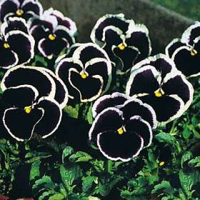 Black Pansies, these are so beautiful! Goth Garden, Gothic Garden, Witch Garden, Purple Pansy, Black Garden, Dark Flowers, Moon Garden, Pansies Flowers, Black And White Flowers