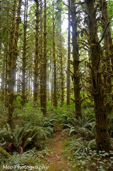 Mystical forest in Bamfield, BC Bamfield Bc, Bc Forest, Mystic Beach Vancouver Island, Tropical Deciduous Forest, Vancouver Island Wildlife, Mystical Forest, Vancouver Island, Vancouver, North American