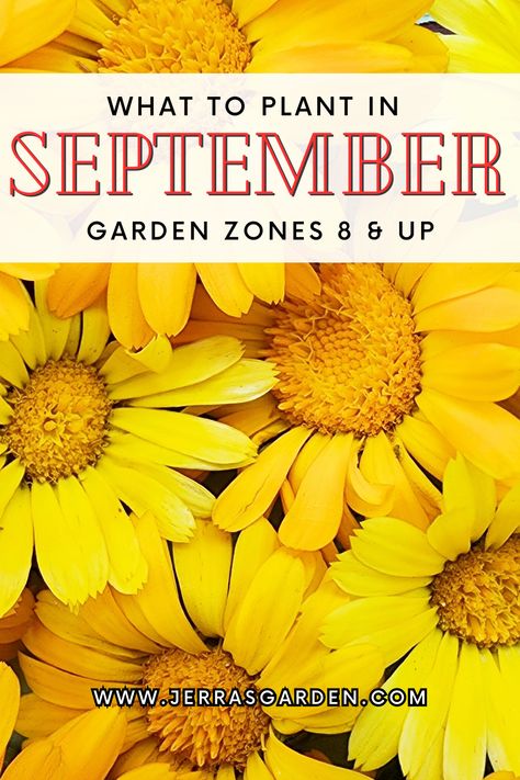 Fall Garden Zone 9 Layout, Planting In September Zone 8, Zone 8 September Planting, What To Plant In September In Texas, Fall Planting For Zone 8, Zone 9 Fall Vegetable Garden, Zone 8b Planting Schedule Flowers, Zone 8b Fall Vegetable Garden, Fall Seeds To Plant