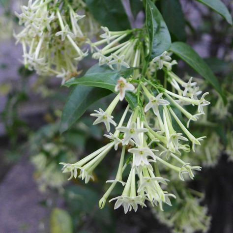 Fragrant Night-blooming Jasmine / Jessamine Night Blooming Jessamine, Cestrum Nocturnum, Night Blooming Jasmine, Jasmine Plant, Landscape Plants, Rare Seeds, White Jasmine, Sustainable Community, Heirloom Vegetables