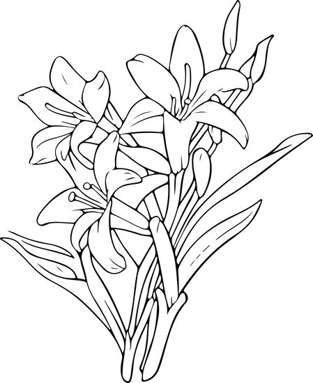 Tuberose Flower Tattoo, Tuberose Drawing, Tuberose Tattoo, Tuberose Flower, Tube Rose, Rose Line Art, Basic Sketching, Flower Outline, Flower Sketches