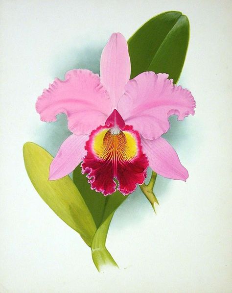 Cattleya Orchid Drawing, Cattleya Orchid Tattoo, Orchid Cattleya, Orchid Flower Tattoos, Orchid Illustration, Orchid Drawing, Orchid Art, Orchids Painting, Orchid Tattoo