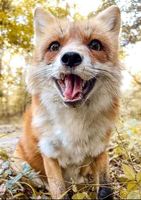 Happy Fox, Fox Eyes, Fox Sake, Fox Lover, Pet Fox, Fox Art, Cute Fox, Red Fox, Cute Little Animals