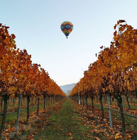 The Best Places to See Fall Colors in Napa Valley - The Visit Napa Valley Blog Napa Valley Map, Napa Valley Restaurants, Napa Valley Hotels, San Francisco Travel Guide, Napa Trip, Napa California, Napa Valley Wine, Sonoma Valley, Leaf Peeping