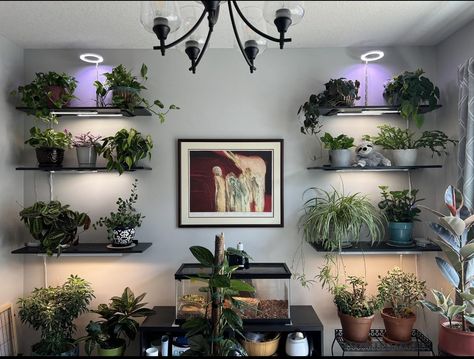 Plant Shelves With Grow Lights, Shelves With Grow Lights, Grow Shelves, Plant Wall Diy, Awesome Husband, Cool Shelves, Wall Diy, Growing Indoors, Plant Shelves