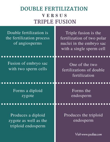 Double Fertilization In Plant, Mechanical Weathering, Fertilization Process, Basal Cell, Study Biology, Short Essay, Molecular Biology, What Is The Difference Between, Science Biology