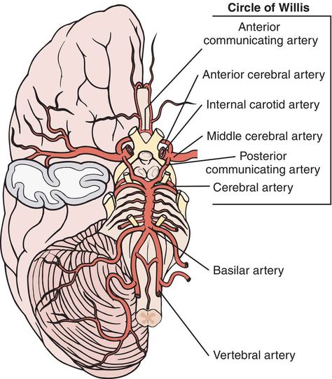 Circle Of Willis Anatomy, Brain Anatomy And Function, Circle Of Willis, Nervous System Anatomy, Anatomy Flashcards, Vascular Ultrasound, Radiology Student, Medical Dictionary, Medical School Life