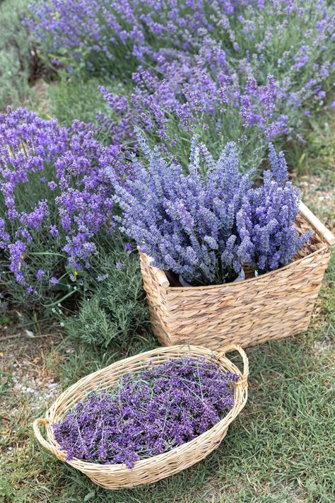 Harvesting season. Lavender bouquets and basket. stock photo Lavender Bouquet, French Lavender, Lavender Plant, Harvest Season, Flower Garden, Lavender, Photo Image, Stock Photos, Flowers