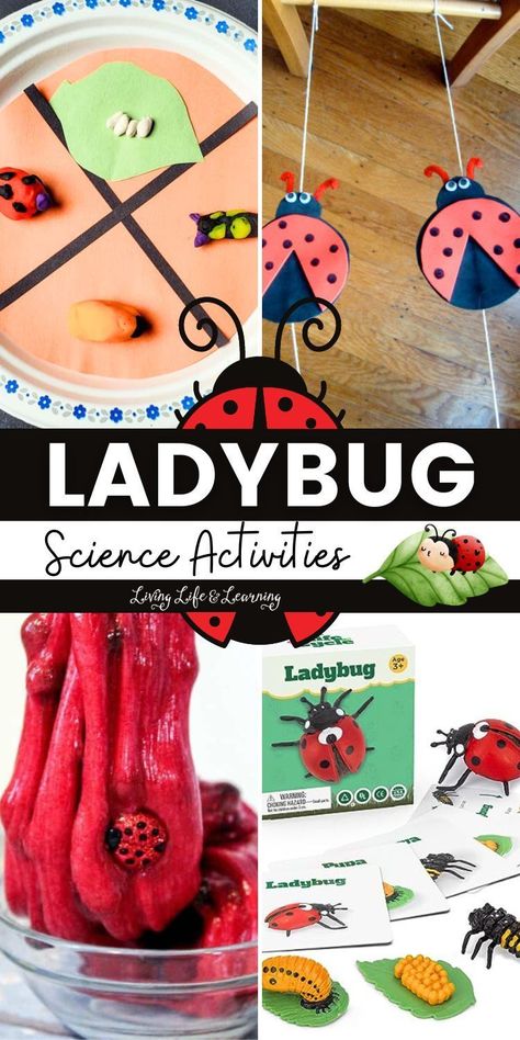 Dive into the captivating world of ladybugs with these fun and   educational Ladybug Science Activities! Discover the wonders of nature   with these delightful homeschool activities that combine learning and   creativity for an unforgettable experience! Ladybug Science, Fun Preschool Activities, Biology For Kids, Ladybug Coloring Page, Kids Stem Activities, Chemistry For Kids, Earth Science Lessons, Elementary Science Activities, Insect Activities