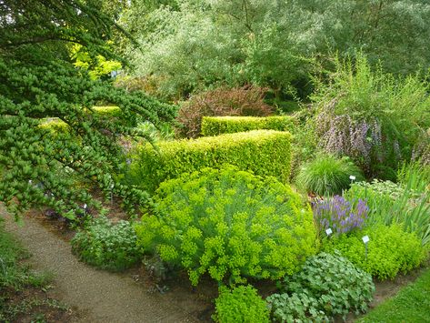 Euphorbia Seguieriana, Ibiza Garden Ideas, Ibiza Garden, Plant Inspiration, Small Courtyard, Small Courtyards, Herbaceous Perennials, Rooftop Garden, My Secret Garden