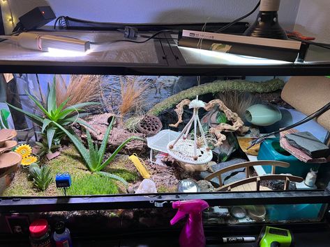 Bioactive Leopard Gecko Enclosure, Lepord Gecko Enclosure, Leopard Gecko Bioactive Tank, Bioactive Leopard Gecko Tank, Leopard Gecko Enclosure Ideas, Gecko Setup, Leopard Gecko Setup, Leopard Gecko Diy, Leopard Gecko Enclosure