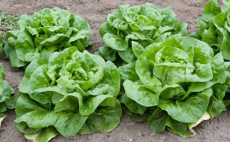 OSU Extension Services Talk Planting - The Corvallis Advocate Buttercrunch Lettuce, Cup Recipes, Types Of Lettuce, Gourmet Salad, Lettuce Seeds, Head Of Lettuce, Southern Garden, Seed Saving, Cold Frame