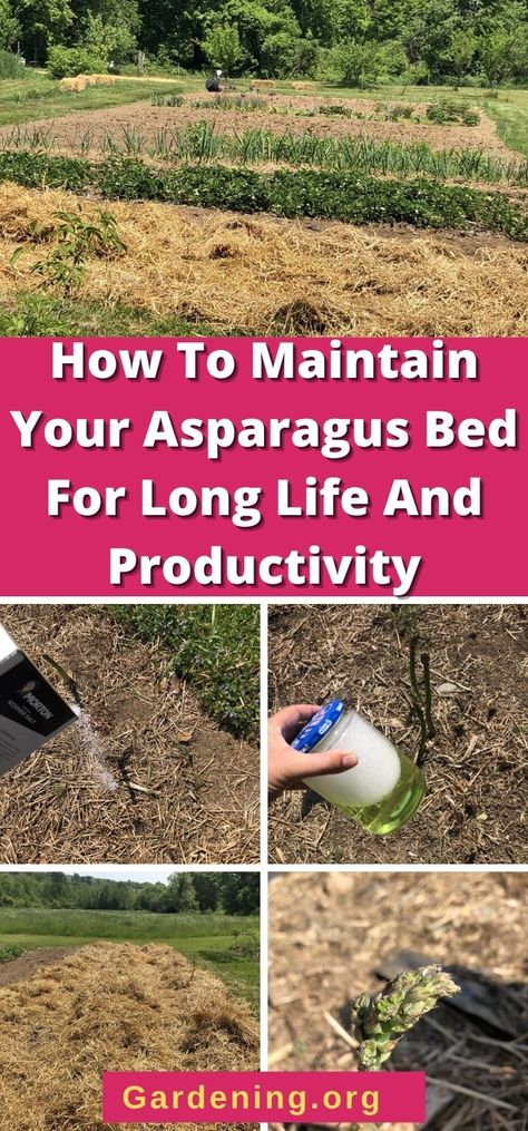 Asparagus Bed, Asparagus Garden, Growing Asparagus, Asparagus Plant, Vegetable Garden Tips, Garden Remedies, Perennial Vegetables, Vegetable Garden Diy, Backyard Vegetable Gardens