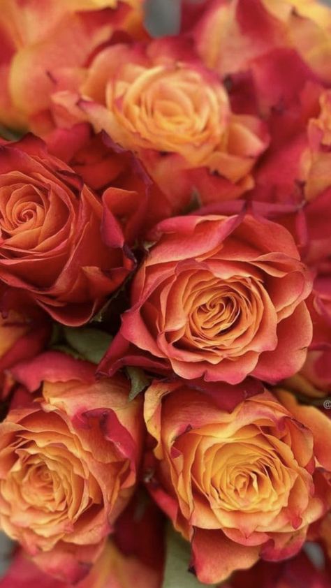 Fall Color Roses, Orange Red Roses, Serene Pictures, Goth Flowers, Red Roses Wallpaper, Wholesale Flowers Wedding, Fresh Cut Roses, Virtual Flowers, Wholesale Roses