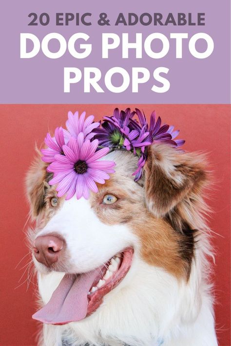 Check out these nifty props for your next canine photo shoot. It's time for your pup to strut their stuff! #dogs #photography #petphotography Easy Dog Photoshoot Ideas, Props For Dog Photoshoot, Dog Photo Props, Dog Photo Backdrop Ideas, Dog Photography Props, Doggie Photoshoot Ideas, Dog Photobooth Ideas, Diy Pet Photoshoot, Pet Photography Ideas Creative