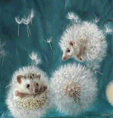 Baby Hedgehogs, Ako Kresliť, Creaturi Mitice, Marjolein Bastin, Art Fantaisiste, Art Mignon, Charcoal Drawings, Animale Rare, Cat Eyes