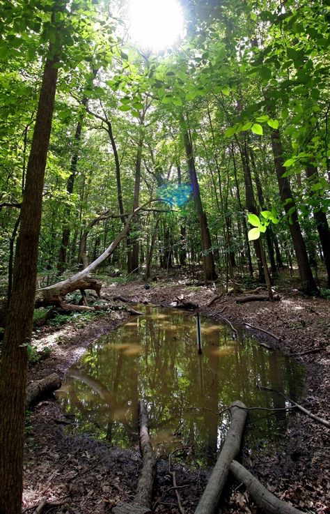 Pool In Forest, Natural Filtration Pool, Naturally Filtered Swimming Pool, Wild Swimming Pool Garden, Forest Pool Nature, Vernal Pool, Wildlife Gardening, Native Garden, Natural History