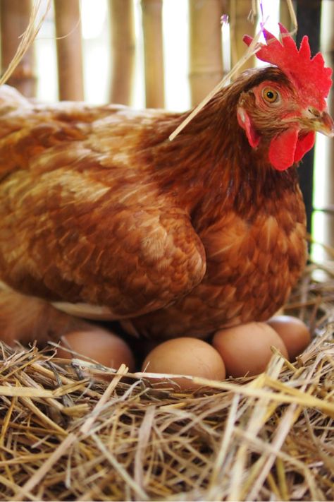 Chicken Laying Eggs, Pollo Animal, Buff Orpington Hen, Chicken Photography, Silkie Hen, Chicken Coop Plans Free, Game Fowl, Egg Laying Chickens, Types Of Chickens