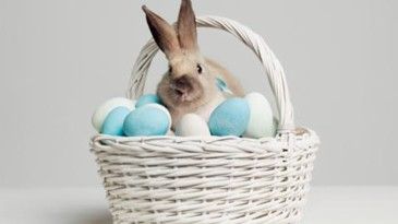 Santa Tracker, Easter Photoshoot, Easter Sweets, Rabbit Photos, Happy Easter Wishes, Easter Morning, Easter Egg Dye, Easter Photos, About Easter