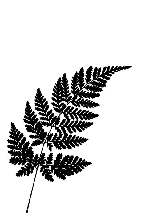 minimal . fern leaf | joschischo | Flickr Fern Silhouette Tattoo, Fern Doodle, Fern Outline, Fern Black And White, Fern Stencil, Fern Silhouette, Fern Drawing, Collage Fodder, Peony Tattoo