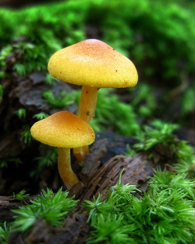 Golden Toad, Yellow Mushroom, Lichen Moss, Mushroom Pictures, Plant Fungus, Slime Mould, Mushroom Fairy, Mushroom Fungi, Wild Mushrooms