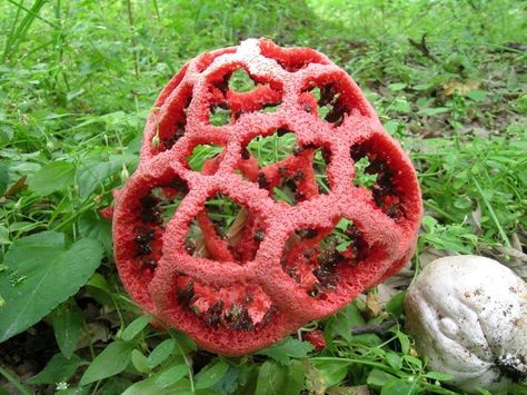 Clathrus ruber Clathrus Ruber, Plant Fungus, Slime Mould, Vascular Plant, Unusual Plants, Carnivorous Plants, Nature Photographs, Organic Shapes, Handmade Paper