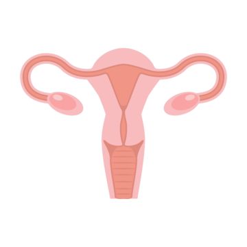 Menstrual Illustration, Ovaries Anatomy, Genital Anatomy Drawing, Ovaries Drawing, Uterus Diagram, Female Reproductive System Drawing, Menstruation Pictures, Uterus Drawing, Menstrual Cycle Chart