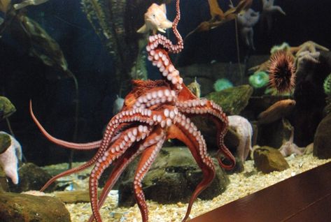 15 of the Weirdest Pets That You Can Actually Own in the UK | The House Shop Blog - Page 7409 Weird Pets, Pet Octopus, Octopus Tank, Unique Pets, Giant African Land Snails, Marmoset Monkey, Pet Hamster, Micro Pigs, Pygmy Goat