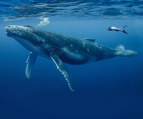 Underwater Whale Photography, Marine Animal Photography, Whales In The Ocean, Whale Reference Photo, Ocean Animal Photography, Blue Whale Photography, Blue Whales Photography, Whale Side View, Blue Whale Aesthetic