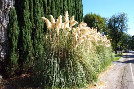 Pampas Grass - finally found the name for it Pampas Grass Privacy Fence, Spa Mural, Grass Hedge, Backyard Refresh, Backyard Patio Deck, Garden Fences, Living Fence, Grasses Garden, Privacy Fence