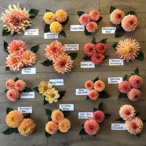 Types of peach dahlias from @dahliasbyjulie, which one is your favorite? 🥰⁠ ⁠ •••⁠ ⁠ #dahlias #dahlia #gardenlife #flowerstagram #rooapron #howdoyouroo #gardengram #gardenersofinstagram #urbangardernersrepublic #gardenersofig #freshblooms #flowersofig #inmygarden #flowerlovers #flowersofinstagram #floweroftheday #floristlife #instaflowers #pursuepretty #inspiredbypetals #soloverly #dailydoseofwhimsy #flowermagic #flowerphotography #thankfulness #peachflowers Dahlias Flower Arrangements, Dahlia Flower Centerpieces, Dahlia Decor, Daliah Flower, Dahlia Flower Arrangements, Peach Dahlia, Flower Farming, Basket Centerpieces, Florist Design