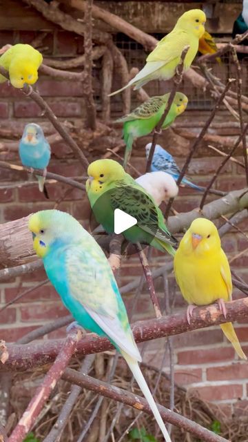 Torben Dehlholm - Tropical Aviary Birds on Instagram: "Budgie Flock in Chicken Aviary #birds #bird #animals #animal #cute #relax #budgies #budgie #pets" Budgie Aviary Ideas, Chicken Aviary, Budgy Bird, Tropical Aviary, Show Budgies, Cute Budgies, Aviary Birds, Birds For Sale, Budgies Bird