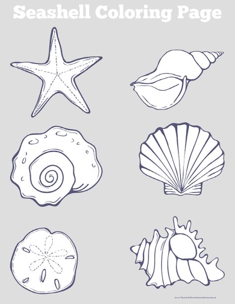 Free Printable Ocean Life Coloring Pages (Fun Under the Sea!) Seashell Coloring Pages Free Printable, Ocean Templates Free Printable, Printable Seashell Template, Seashell Pattern Printable, Free Printable Sea Creatures, Sea Shell Template Free Printable, Under The Sea Templates Free Printable, Under The Sea Colouring Page, Ocean Life Coloring Pages