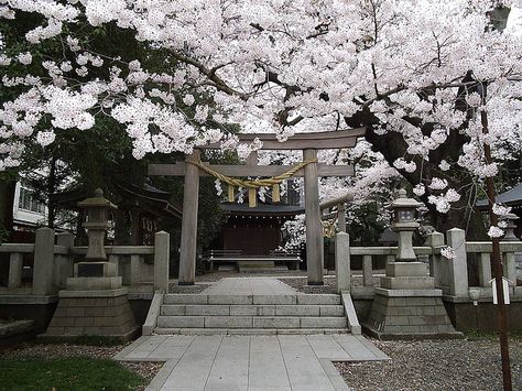 Sakura | Shinto Shrine, Hitachi-shi, Ibaraki Prefecture, Japan √ Japanese Shrine Aesthetic, Shrine Aesthetic, Oc Story, Land Scapes, Jjk Oc, Japanese Shrine, Shinto Shrine, Ibaraki, Kamisama Kiss