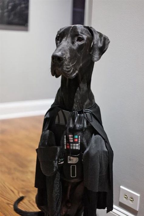 Great Dane Darth Vader Great Dane Halloween Costumes, Great Dane Costume, Darth Vader Dog Costume, Cute Dog Costumes, Largest Dog, Dane Puppies, Great Danes, Great Dane Puppy, Dane Dog