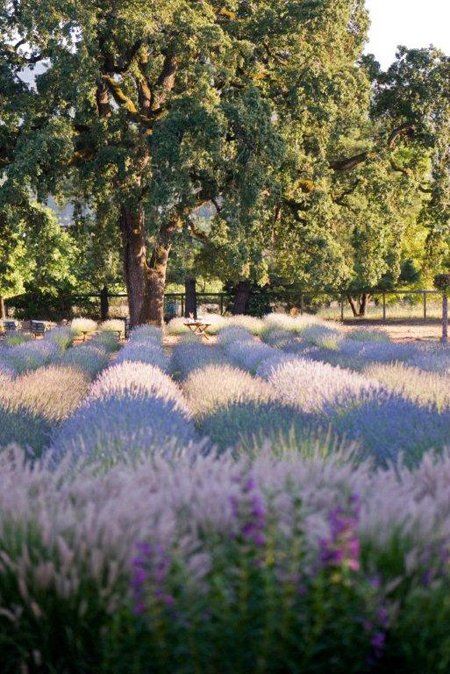 Sonoma CA Lavender Festival Lavender Festival, Fall Purple, City Winery, Purple Wisteria, Lavender Garden, Border Plants, Lavender Farm, Lovely Lavender, Lavender Blue