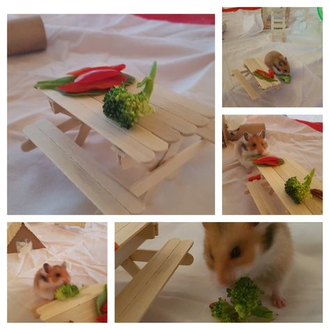 Diy Hamster Playpen, Hamster Diy Popsicle Sticks, Crafts For Hamsters, Diy Hamster Enrichment, Ideas Para Hamster, Diy Hamster Toys Easy, Diy Gerbil Toys, Diy Mouse Toys, Hamster Craft