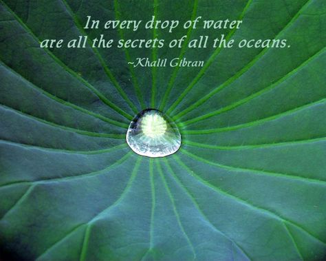 Drop of water on a lily pad and a quote by Khalil Gibran. Water Lily Quotes, Water Drop Quotes, Art Captions, Pearl Quotes, Photography Captions, Nature Quotes Inspirational, Insta Caption, Water Quotes, Earth Quotes